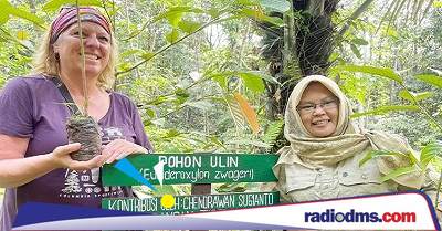 100 Pohon Ulin Untuk Bumi: Inisiatif Kolaborasi Indonesia-Kanada 100 Pohon Ulin Untuk Bumi: Inisiatif Kolaborasi Indonesia-Kanada