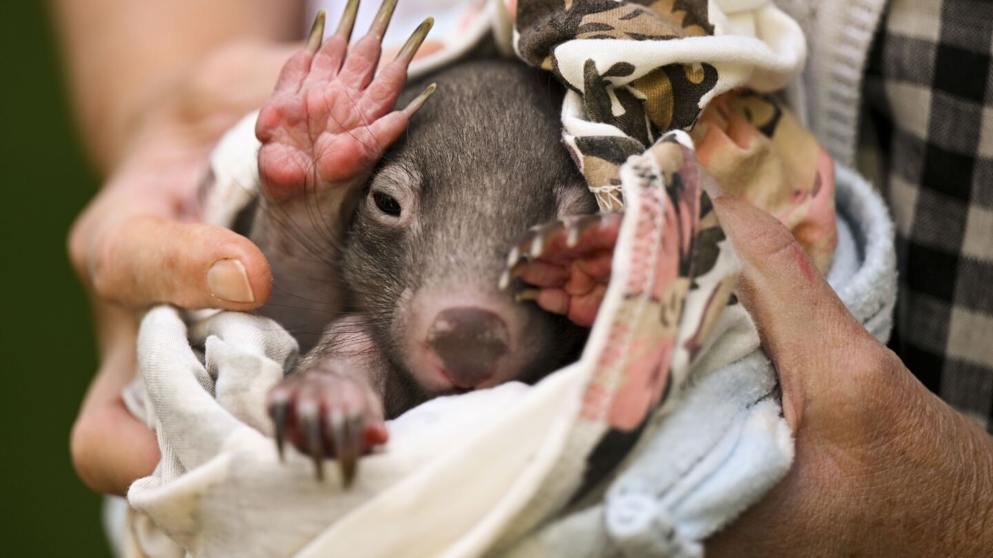 American Tourist Deported After Illegally Removing Wombat Joey From Mother