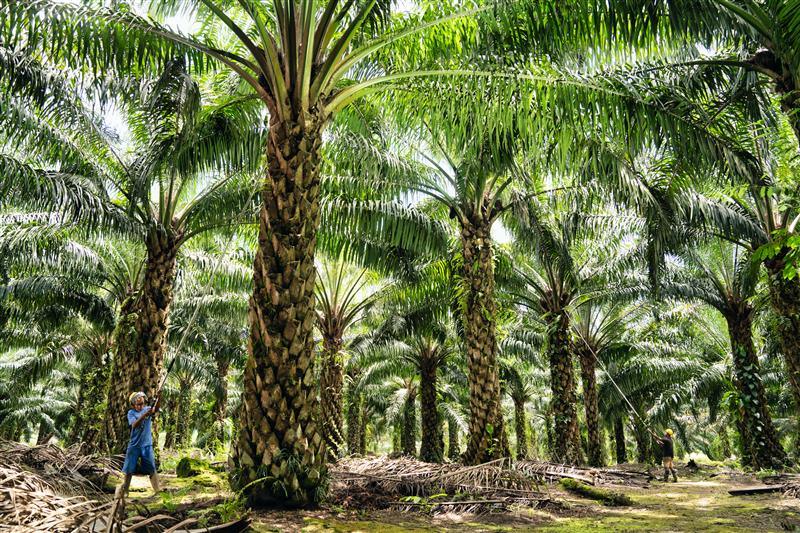 Analisis Kinerja ANJ: Lonjakan Laba Bersih 251,9% Di Q1 2025 Analisis Kinerja ANJ: Lonjakan Laba Bersih 251,9% Di Q1 2025