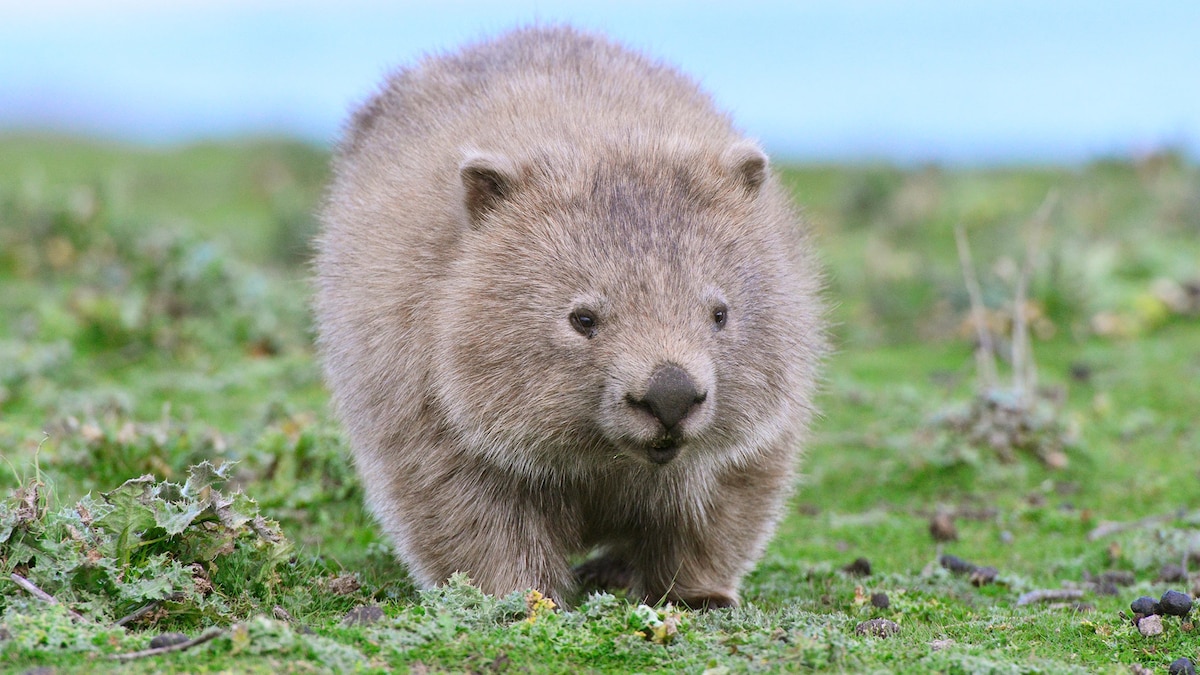 Animal Welfare Plea:  Influencers, Don't Touch Wild Animals – A Baby Wombat's Plea