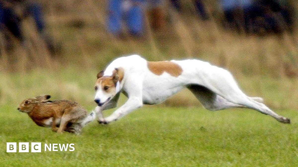 Hare Coursing Gangs: Farmers' Concerns Over Deadly Escalation Of Criminal Activity Hare Coursing Gangs: Farmers' Concerns Over Deadly Escalation Of Criminal Activity