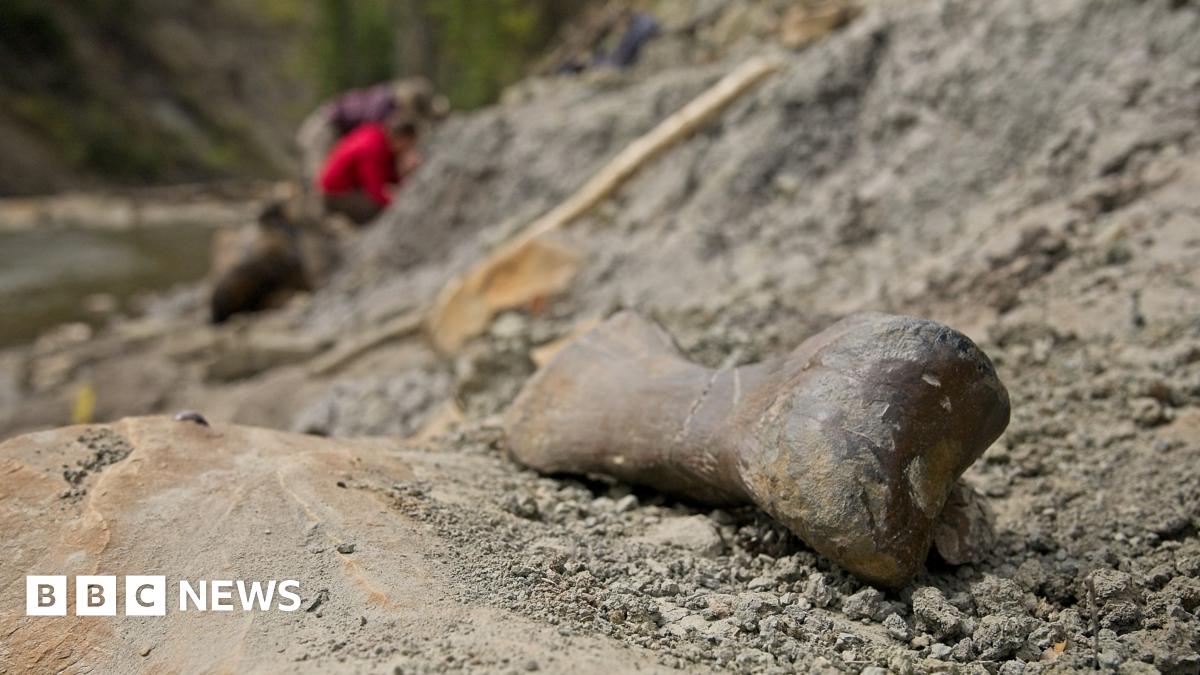 Mass Pachyrhinosaurus Death: A Canadian Dinosaur Enigma Mass Pachyrhinosaurus Death: A Canadian Dinosaur Enigma