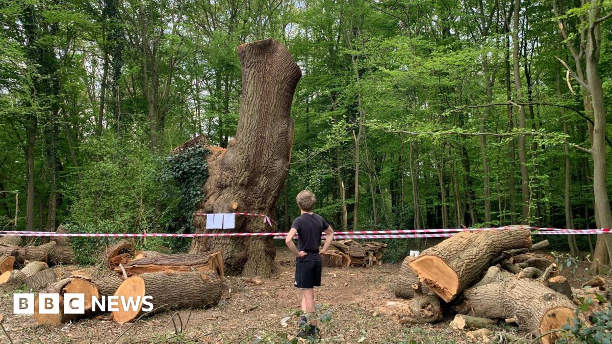 Met Police Probe Into The Destruction Of Historic Enfield Oak Tree Met Police Probe Into The Destruction Of Historic Enfield Oak Tree