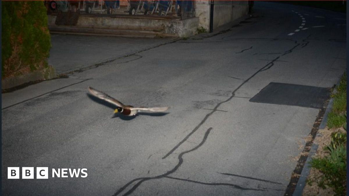 Swiss Traffic Cameras Capture Unexpected Speeding Duck Swiss Traffic Cameras Capture Unexpected Speeding Duck